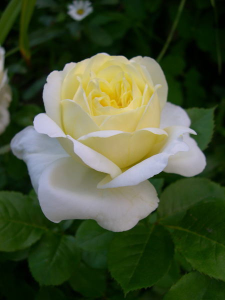 DSCN4477