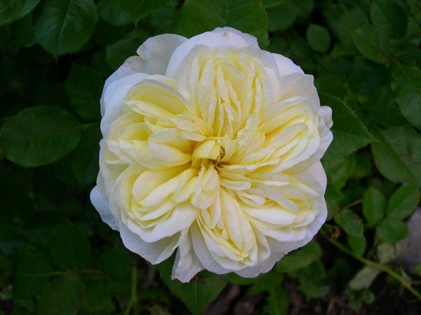 DSCN4478