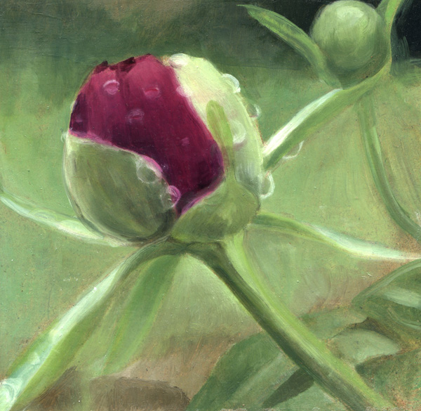 peony+raindrops_scan
