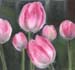 pink tulips_scan
