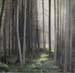 skog med ljusspalt