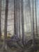 skog_med_stenar